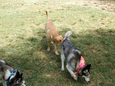 Dog Park Aug 23 05.JPG